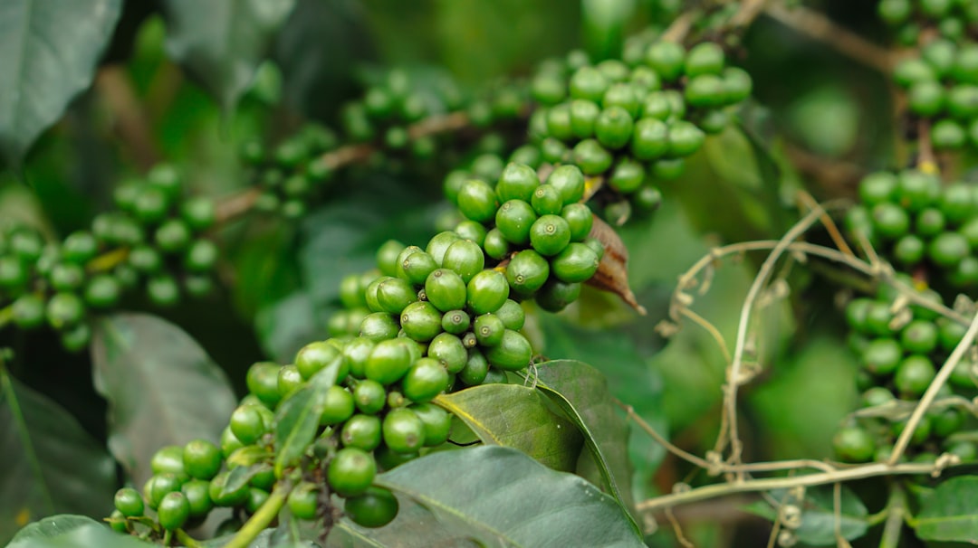 Photo Exotic fruit